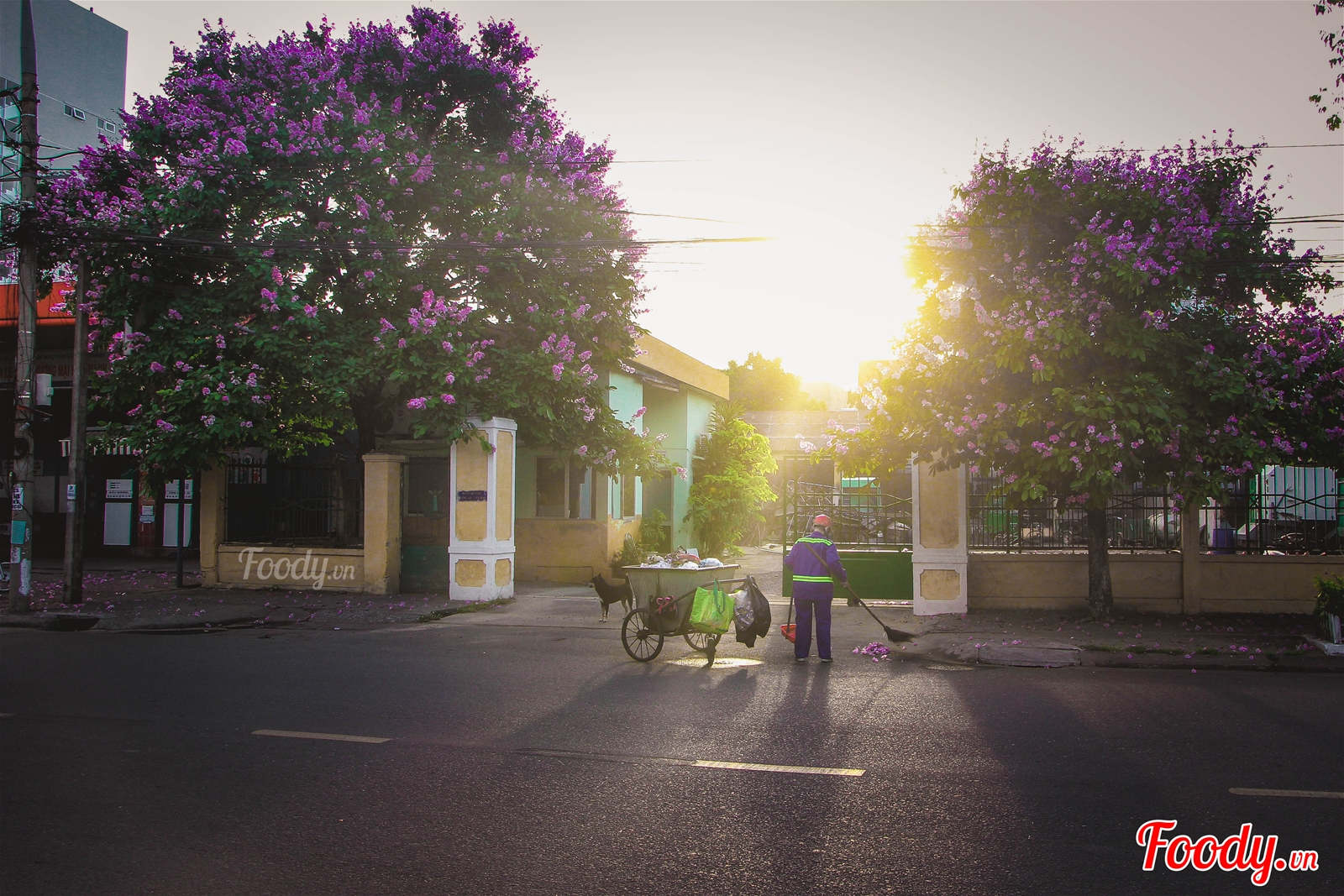 Hoa bang lang dep da nang